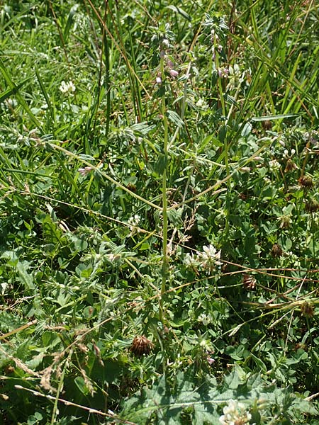 Odontites vulgaris \ Später Zahntrost, Gewöhnlicher Zahntrost / Red Bartsia, F Pyrenäen/Pyrenees, Segre - Schlucht / Gorge 2.8.2018