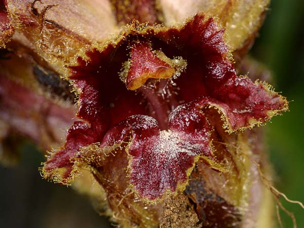 Orobanche variegata \ Bunte Sommerwurz / Variegated Broomrape, F Col de l'Alpe 30.6.2007 (Photo: Uwe & Katja Grabner)