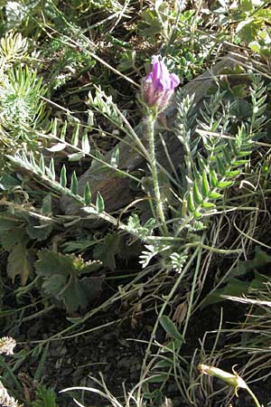 Oxytropis halleri \ Hallers Spitzkiel, F Pyrenäen, Eyne 9.8.2006