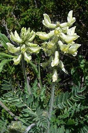 Oxytropis pilosa \ Zottige Fahnenwicke, Steppen-Spitzkiel, F Queyras, Vieille Ville 22.6.2008