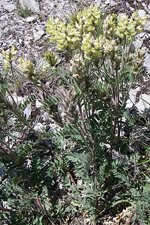 Oxytropis pilosa \ Zottige Fahnenwicke, Steppen-Spitzkiel / Wooly Milk-Vetch, F Queyras, Vieille Ville 22.6.2008