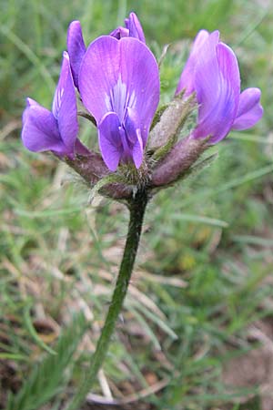 Oxytropis halleri \ Hallers Spitzkiel / Haller's Oxytropis, Purple Mountain Milk-Vetch, F Pyrenäen/Pyrenees, Eyne 25.6.2008