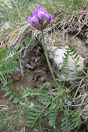 Oxytropis halleri / Haller's Oxytropis, Purple Mountain Milk-Vetch, F Pyrenees, Eyne 25.6.2008