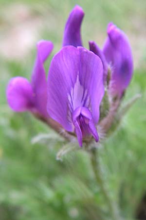 Oxytropis halleri \ Hallers Spitzkiel, F Pyrenäen, Eyne 25.6.2008