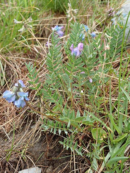 Oxytropis helvetica \ Schweizer Spitzkiel, Armbltige Fahnenwicke, F Col de la Bonette 8.7.2016