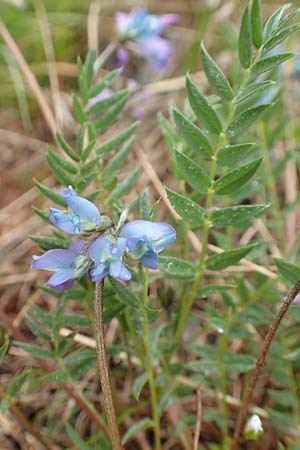 Oxytropis helvetica \ Schweizer Spitzkiel, Armbltige Fahnenwicke, F Col de la Bonette 8.7.2016