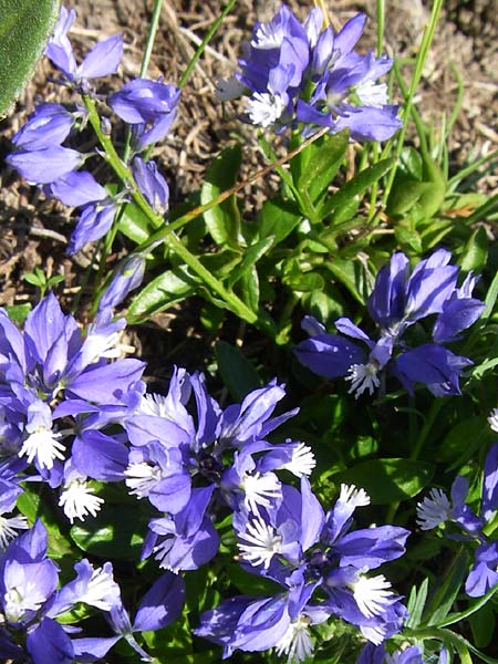 Polygala alpestris \ Voralpen-Kreuzblume, Berg-Kreuzblmchen / Alpine Milkwort, F Col de Gleize 22.6.2008