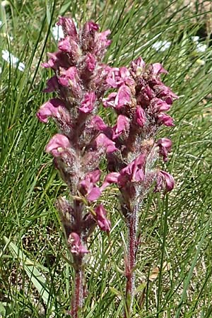 Pedicularis rostratospicata subsp. helvetica \ Schweizer hren-Lusekraut / Swiss Corn Lousewort, F Col de la Cayolle 9.7.2016