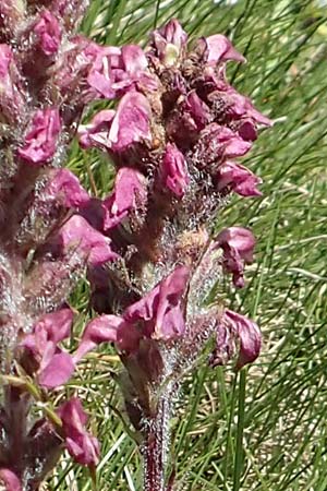 Pedicularis rostratospicata subsp. helvetica \ Schweizer hren-Lusekraut / Swiss Corn Lousewort, F Col de la Cayolle 9.7.2016