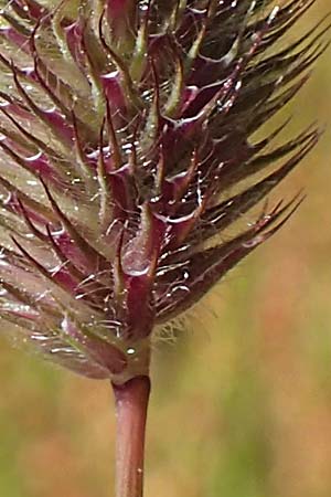 Phleum hirsutum \ Raues Lieschgras, Matten-Lieschgras / Hairy Cat's-Tail, F Collet de Allevard 9.7.2016