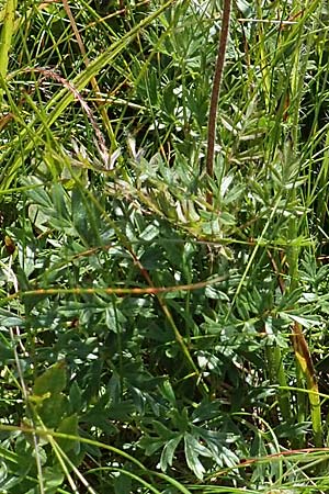 Pulsatilla alpina subsp. alpina \ Alpen-Kuhschelle, Alpen-Anemone / Alpine Pasque-Flower, F Vogesen/Vosges, Grand Ballon 2.7.2018