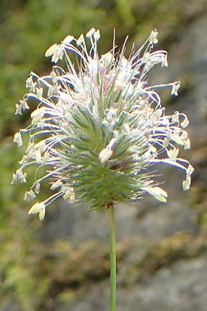 Phleum rhaeticum \ Rtisches Alpen-Lieschgras, F Pyrenäen, Canigou 24.7.2018