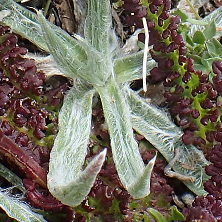 Plantago monosperma \ Einfrchtiger Wegerich, F Pyrenäen, Mont Llaret 31.7.2018