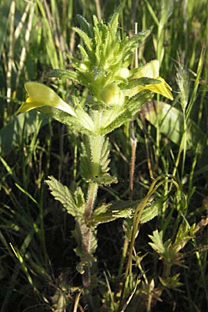 Parentucellia viscosa \ Klebrige Parentucellia / Yellow Glandweed, F Maures, Bois de Rouquan 12.5.2007