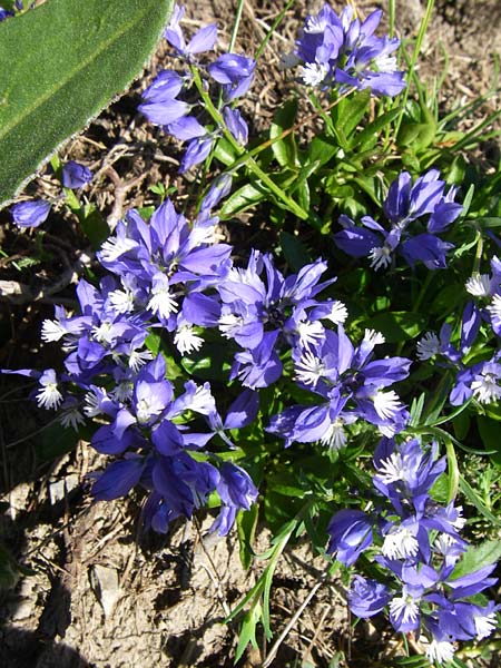 Polygala alpestris / Alpine Milkwort, F Col de Gleize 22.6.2008