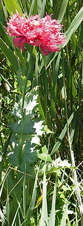 Papaver somniferum / Opium Poppy, F Camargue 27.5.2009