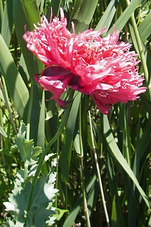 Papaver somniferum \ Schlaf-Mohn, F Camargue 27.5.2009