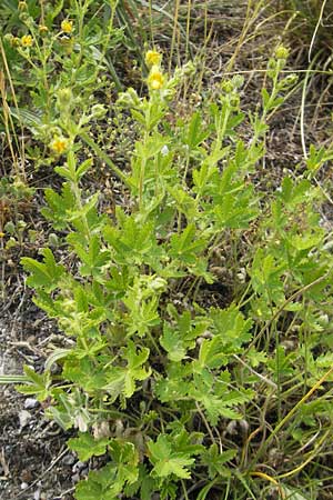 Potentilla intermedia / Downy Cinquefoil, Russian Cinquefoil, F Alsace, Blodelsheim 9.6.2010