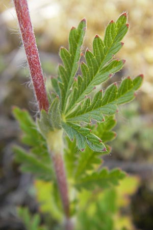 Potentilla intermedia \ Mittleres Fingerkraut, F Elsass, Blodelsheim 9.6.2010