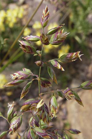 Poa alpina \ Alpen-Rispengras / Alpine Meadow Grass, F Col de la Bonette 8.7.2016