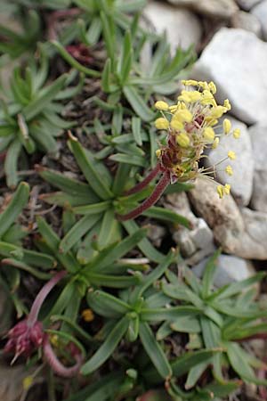 Plantago alpina \ Alpen-Wegerich / Alpine Plantain, F Col de la Bonette 8.7.2016