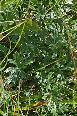 Pulsatilla alpina subsp. alpina \ Alpen-Kuhschelle, Alpen-Anemone / Alpine Pasque-Flower, F Vogesen/Vosges, Grand Ballon 2.7.2018