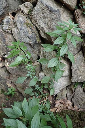 Parietaria officinalis \ Aufrechtes Glaskraut / Common Pellitory-of-the-Wall, F Pyrenäen/Pyrenees, Saint-Martin du Canigou 25.7.2018