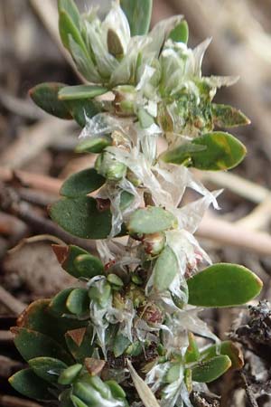 Paronychia polygonifolia \ Knterich-Nagelkraut / Knotgrass-Leaved Nailwort, F Pyrenäen/Pyrenees, Mont Llaret 31.7.2018