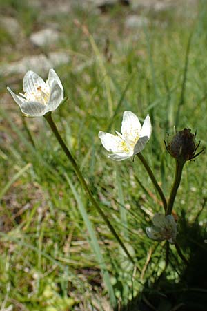 Parnassia palustris \ Sumpf-Herzblatt, Studentenröschen / Grass of Parnassus, F Pyrenäen/Pyrenees, Mont Louis 3.8.2018