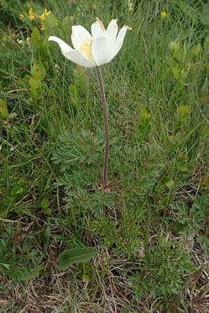 Pulsatilla alpina subsp. alpina / Alpine Pasque-Flower, F Vosges, Grand Ballon 18.6.2019