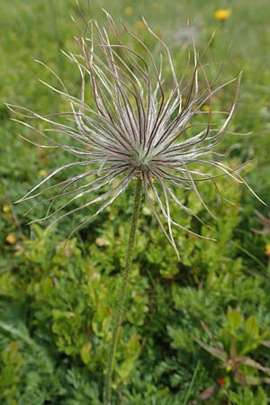 Pulsatilla alpina subsp. alpina / Alpine Pasque-Flower, F Vosges, Grand Ballon 18.6.2019