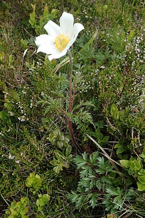 Pulsatilla alpina subsp. alpina / Alpine Pasque-Flower, F Vosges, Grand Ballon 18.6.2019