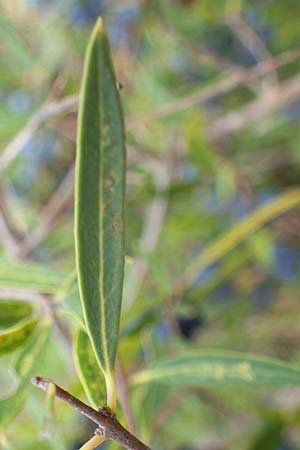 Phillyrea angustifolia \ Schmalblttrige Steinlinde / Narrow-Leaved Phillyrea, F Maures, La Garde Freinet 8.10.2021