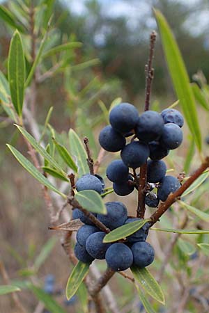 Phillyrea angustifolia \ Schmalblttrige Steinlinde, F Maures, La Garde Freinet 8.10.2021