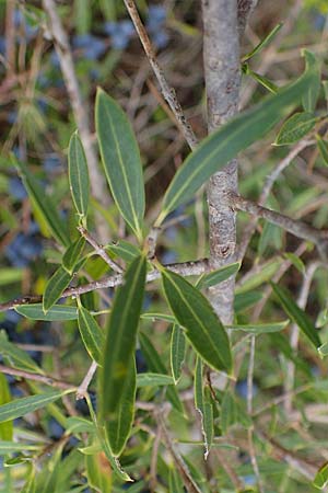 Phillyrea angustifolia \ Schmalblättrige Steinlinde / Narrow-Leaved Phillyrea, F Maures, La Garde Freinet 8.10.2021