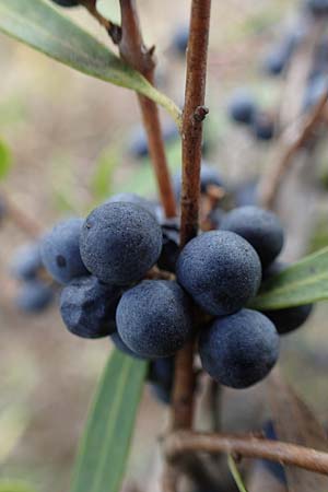 Phillyrea angustifolia \ Schmalblttrige Steinlinde / Narrow-Leaved Phillyrea, F Maures, La Garde Freinet 8.10.2021