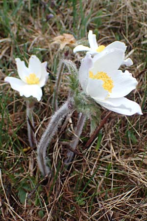 Pulsatilla alpina subsp. millefoliata / Manyleaf Western Alpine Pasque-Flower, F Molines-en-Queyras 30.4.2023