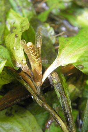 Potamogeton coloratus \ Gefrbtes Laichkraut, Buntes Laichkraut / Fen Pontweed, F Wissembourg 10.7.2010