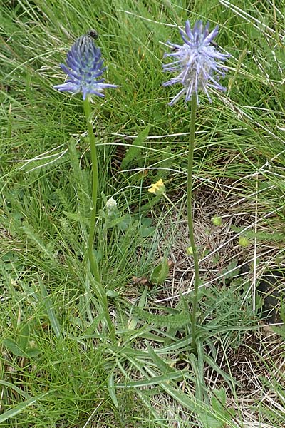 Phyteuma charmelii \ Charmeils Teufelskralle / Charmeil's Rampion, F Col de la Bonette 8.7.2016