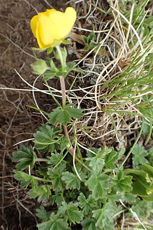 Potentilla verna / Spring Cinquefoil, F Col de la Bonette 8.7.2016