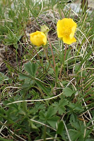 Potentilla verna / Spring Cinquefoil, F Col de la Bonette 8.7.2016