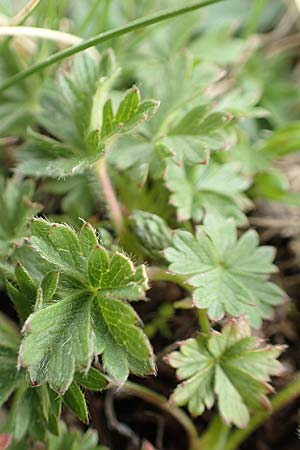 Potentilla verna \ Frhlings-Fingerkraut, F Col de la Bonette 8.7.2016