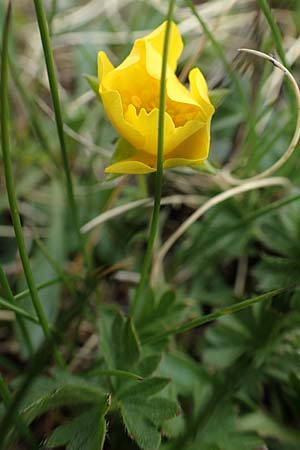 Potentilla verna \ Frhlings-Fingerkraut / Spring Cinquefoil, F Col de la Bonette 8.7.2016