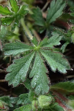 Potentilla crantzii \ Zottiges Fingerkraut, F Queyras, Fontgillarde 30.4.2023