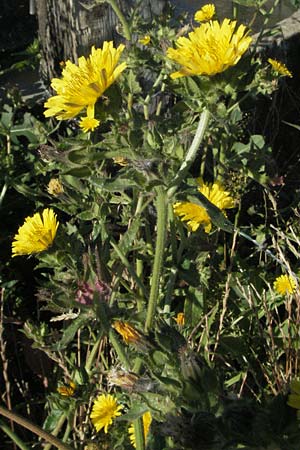 Picris echioides / Bristly Ox-Tongue, F S. Gilles 7.6.2006