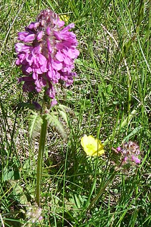 Pedicularis verticillata \ Quirlblttriges Lusekraut, F Col de Saisies 21.6.2008