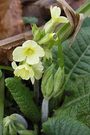 Primula elatior \ Hohe Schlsselblume, Wald-Primel / Ox-lip, F Seltz 10.3.2013