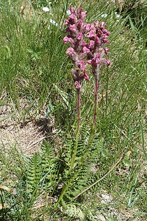 Pedicularis rostratospicata subsp. helvetica \ Schweizer hren-Lusekraut / Swiss Corn Lousewort, F Col de la Cayolle 9.7.2016