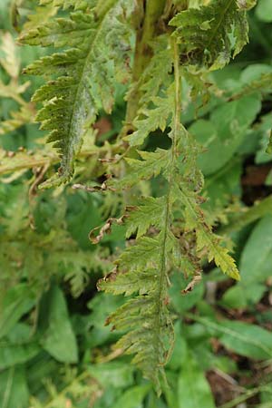 Pedicularis foliosa \ Reichblättriges Läusekraut / Leafy Lousewort, F Pyrenäen/Pyrenees, Mantet 28.7.2018