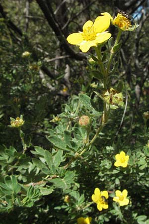 Potentilla fruticosa \ Strauch-Fingerkraut / Shrubby Cinquefoil, F Pyrenäen/Pyrenees, Eyne 9.8.2006